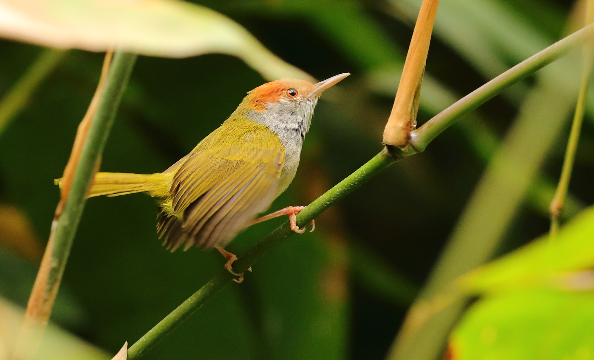 Canon EOS 5D Mark IV sample photo. Black necked tailorbird - non breeding plumage photography