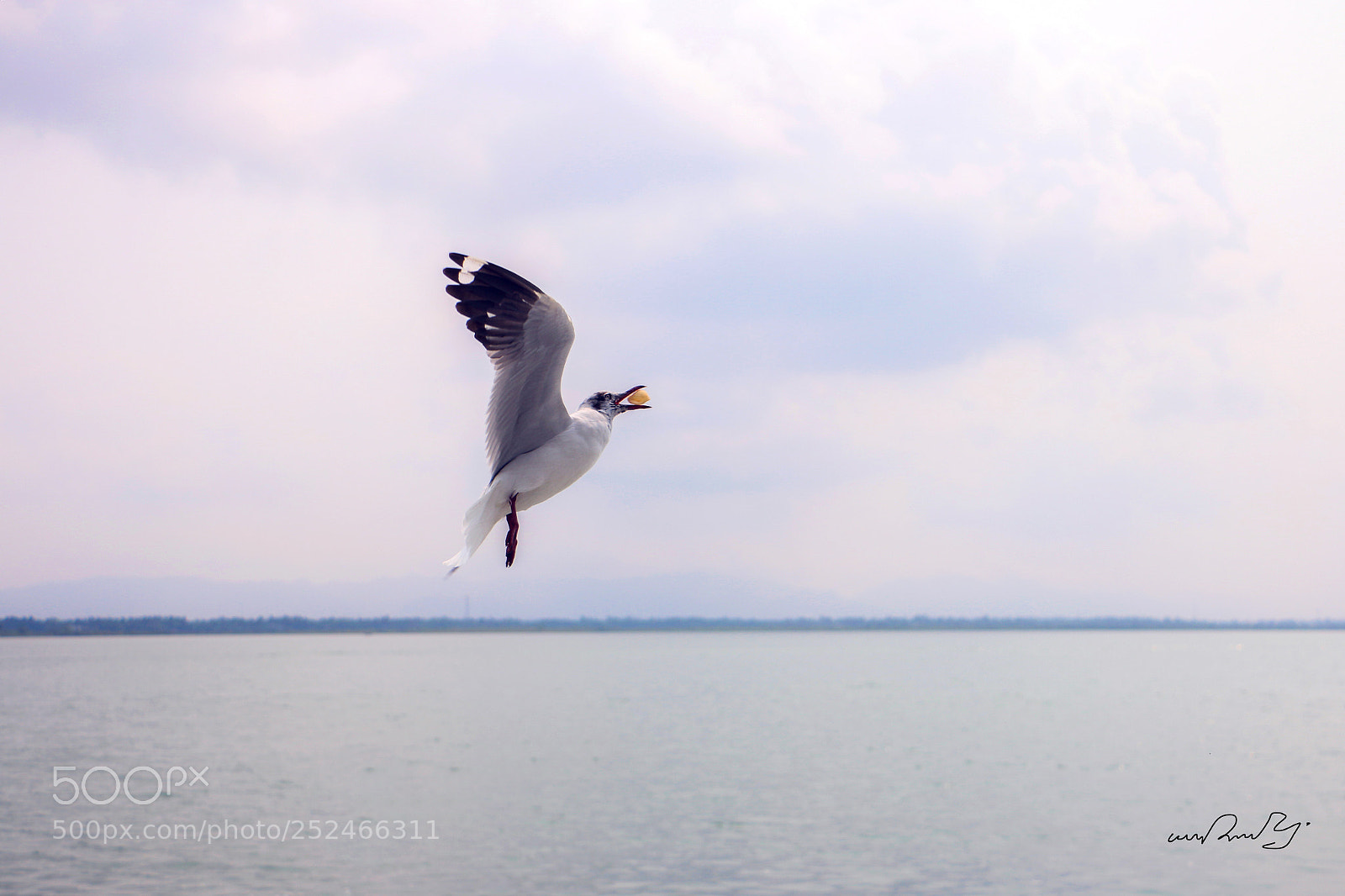 Canon EOS 70D sample photo. Hungry seagull photography