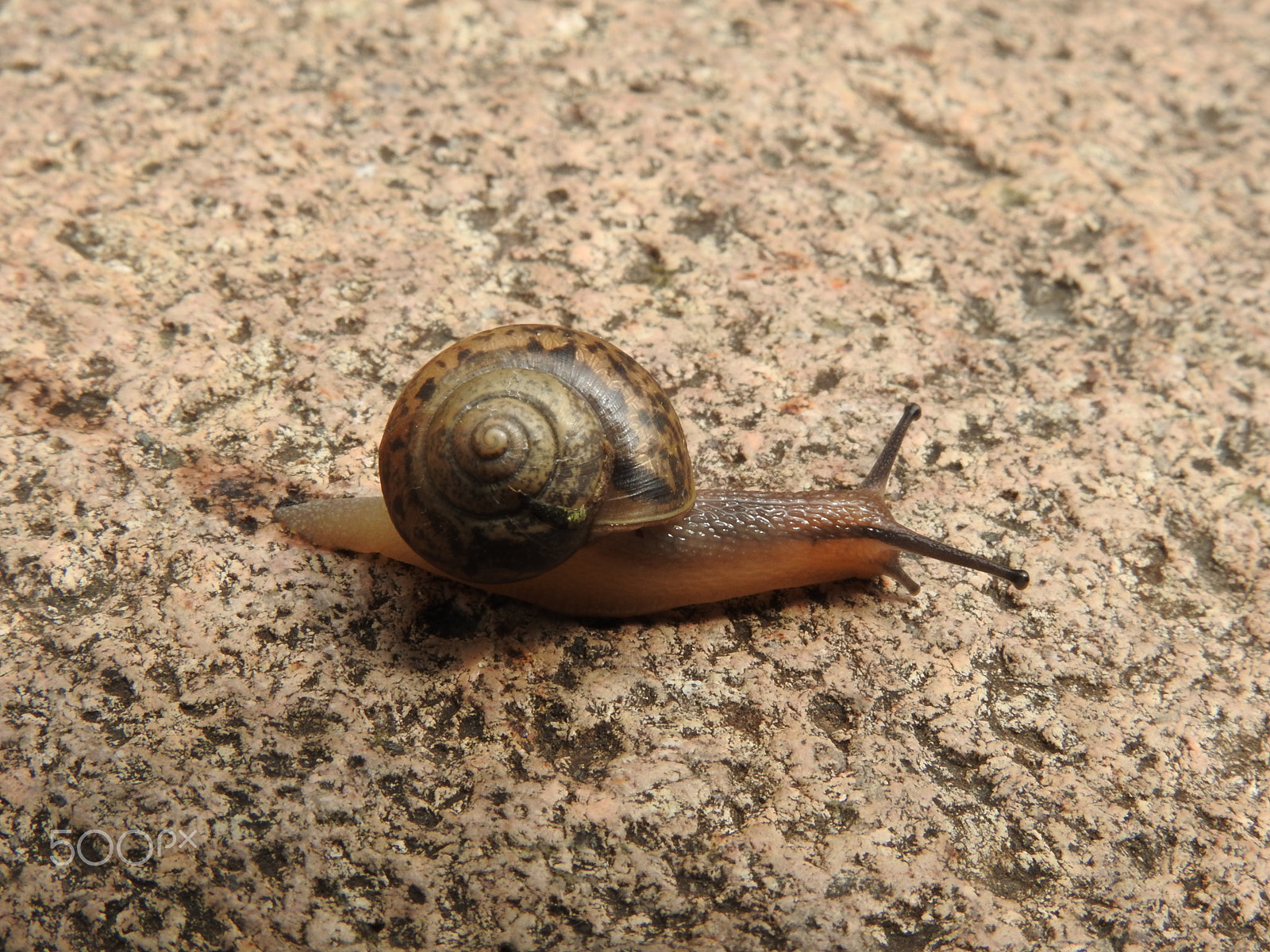 Nikon COOLPIX P900s sample photo. A slimy snail photography