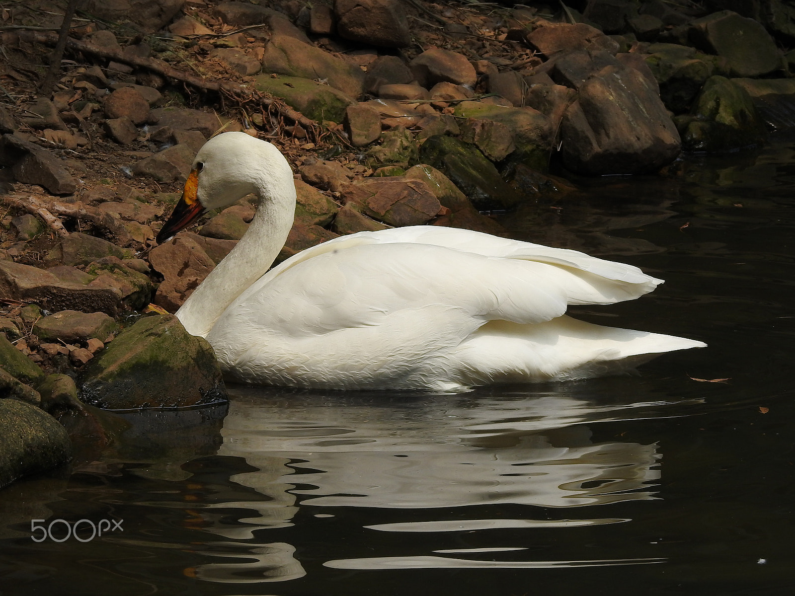 Nikon COOLPIX P900s sample photo. A lone swan photography