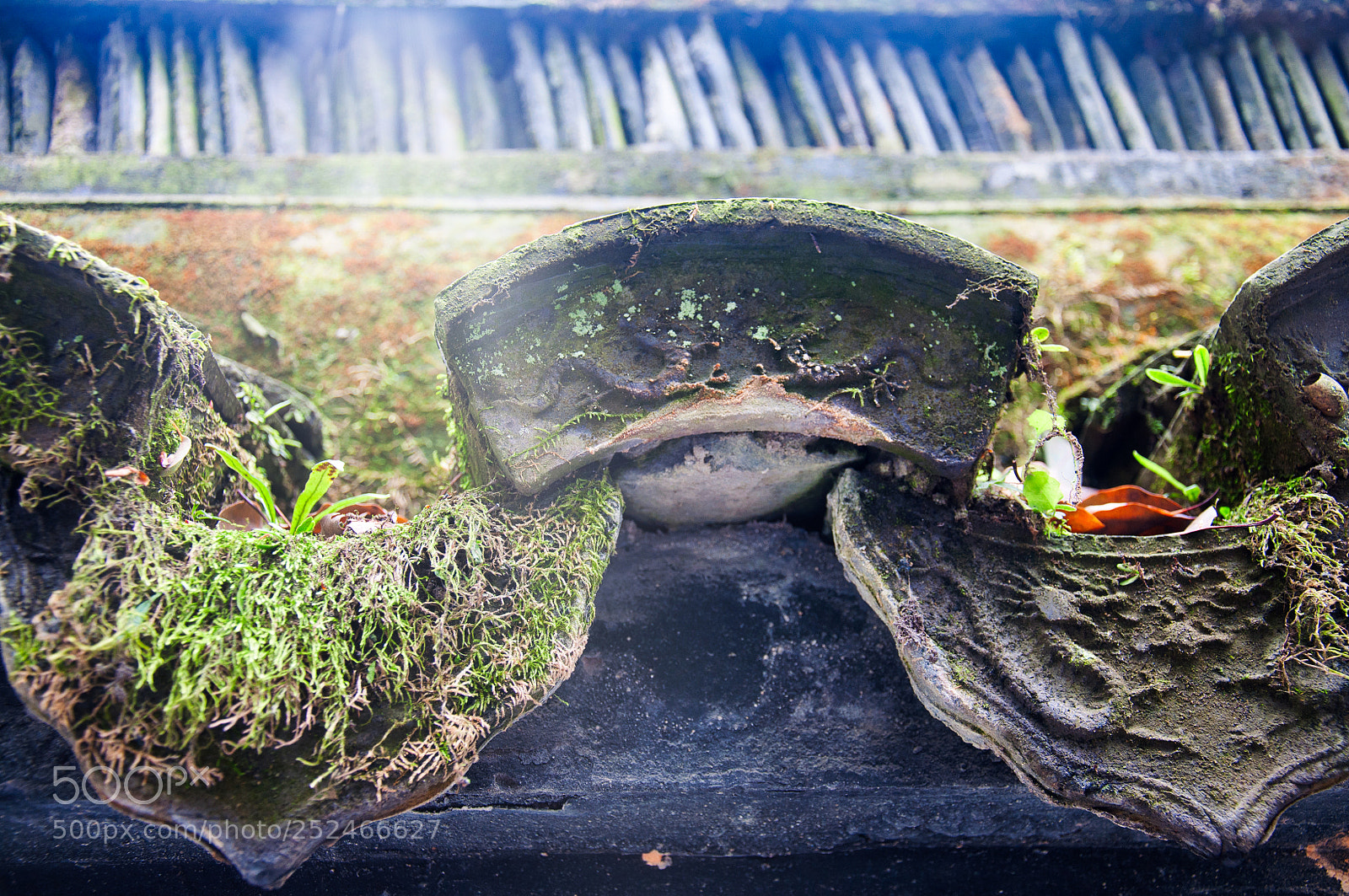 Nikon D5000 sample photo. Moss on the roof photography