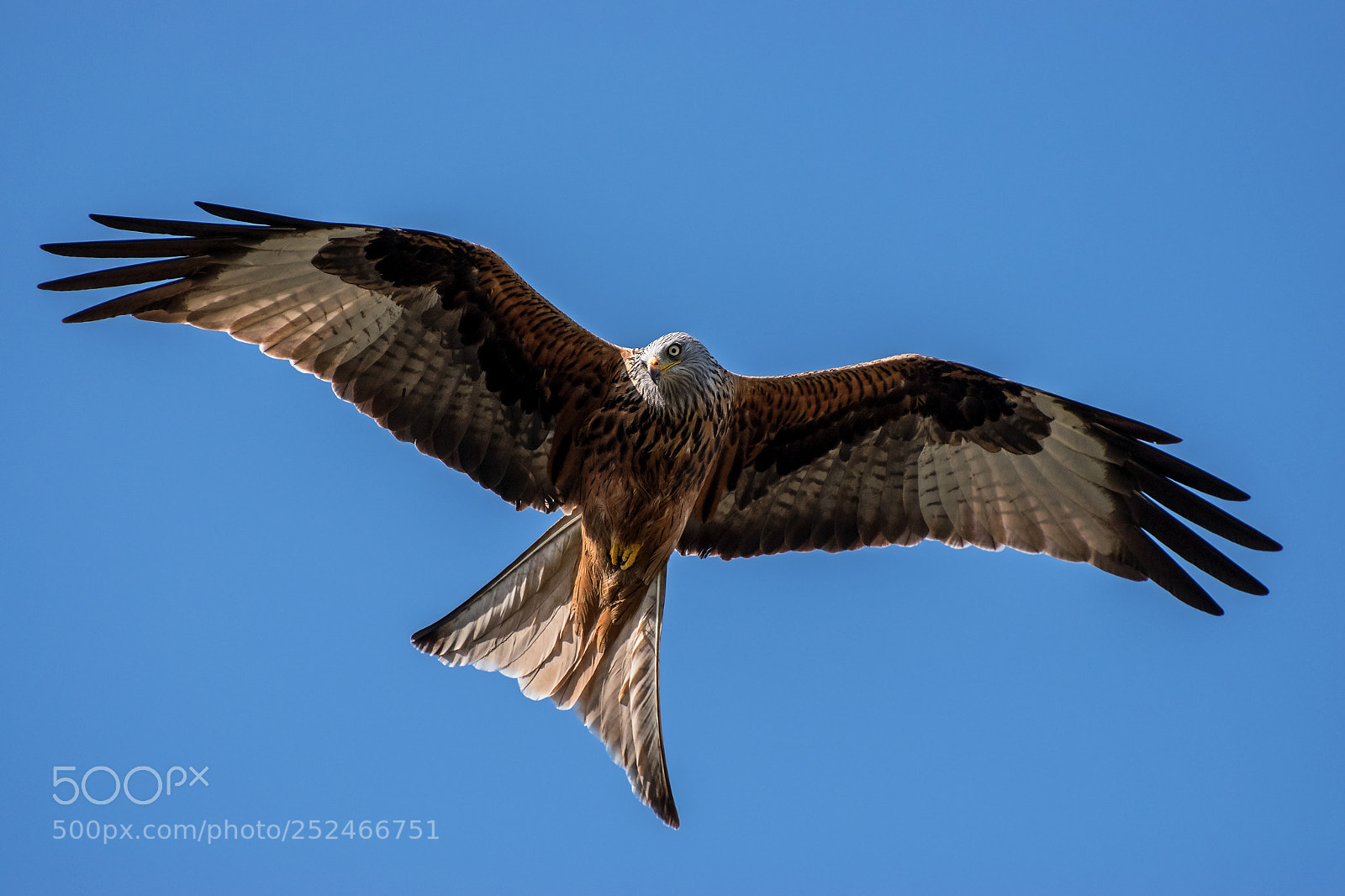 Nikon D5500 sample photo. Soaring photography