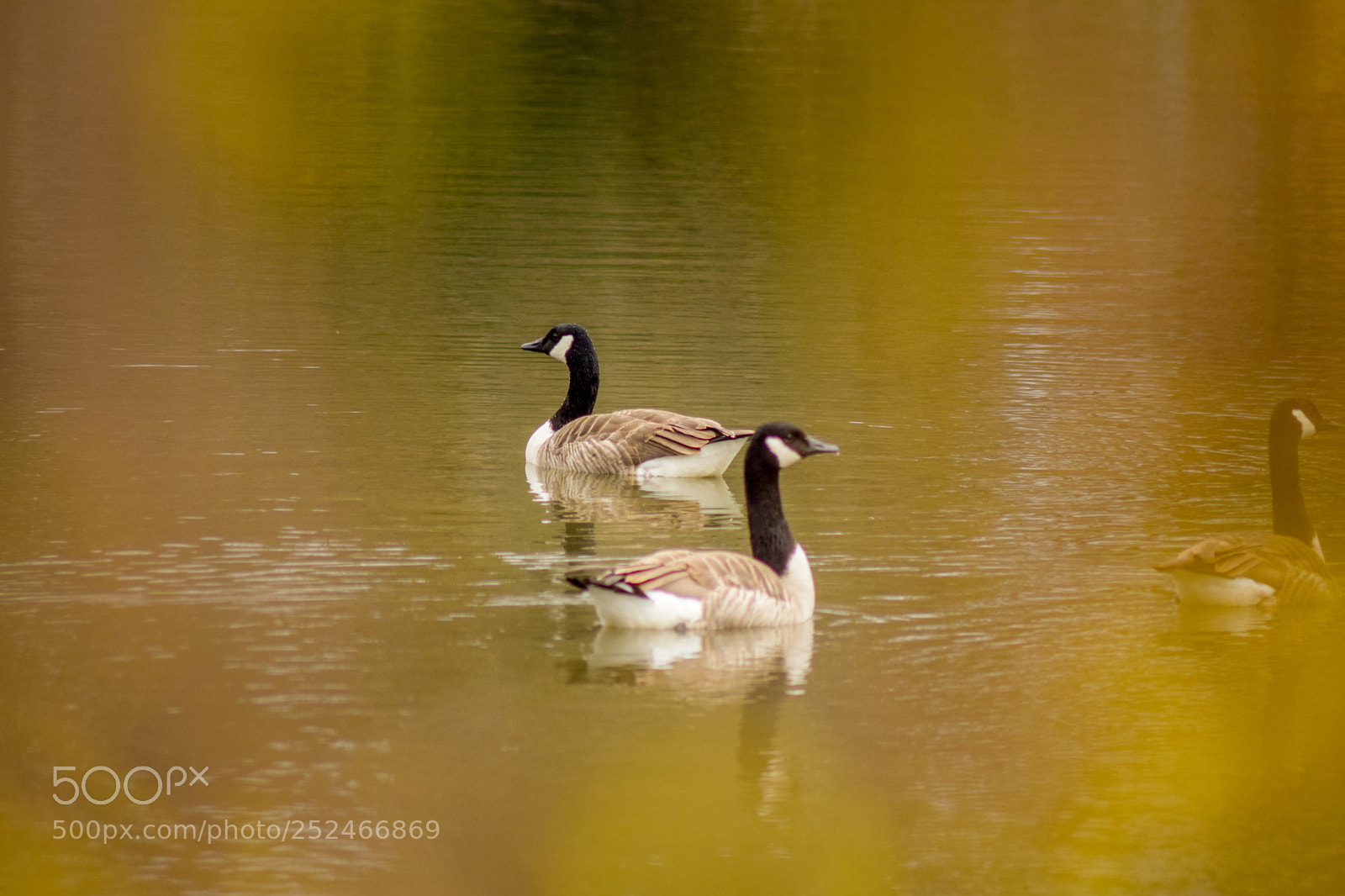 Nikon D3300 sample photo. Duck2 photography