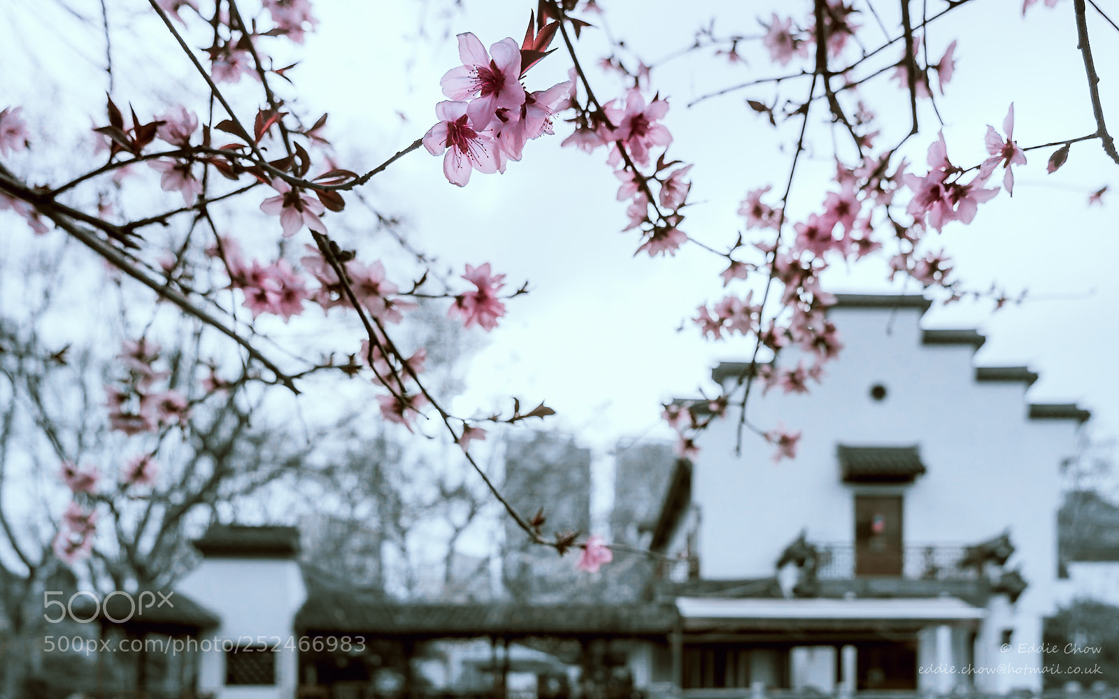 Sony a7R II sample photo. Flower 20 - spring photography