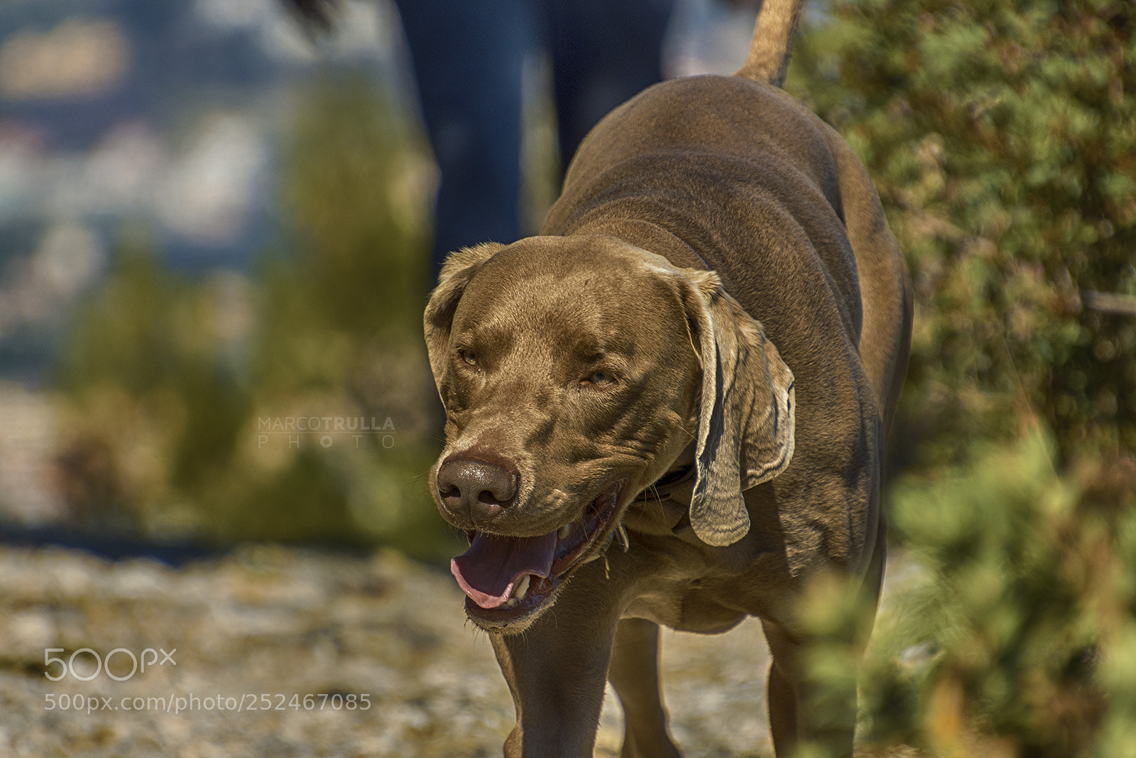 Nikon D7200 sample photo. Doggy on the mountain photography