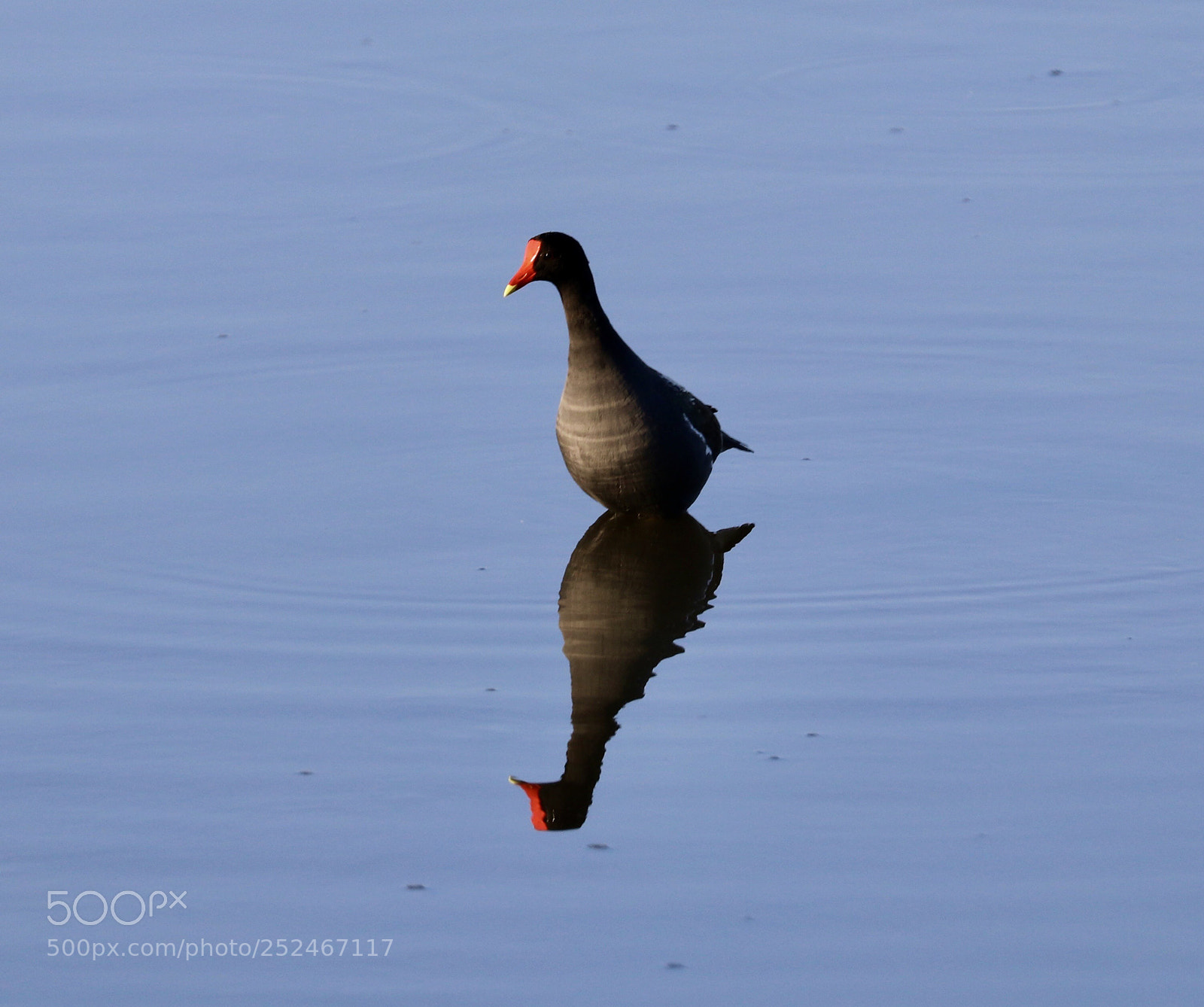 Canon EOS 80D sample photo. Reflection  photography
