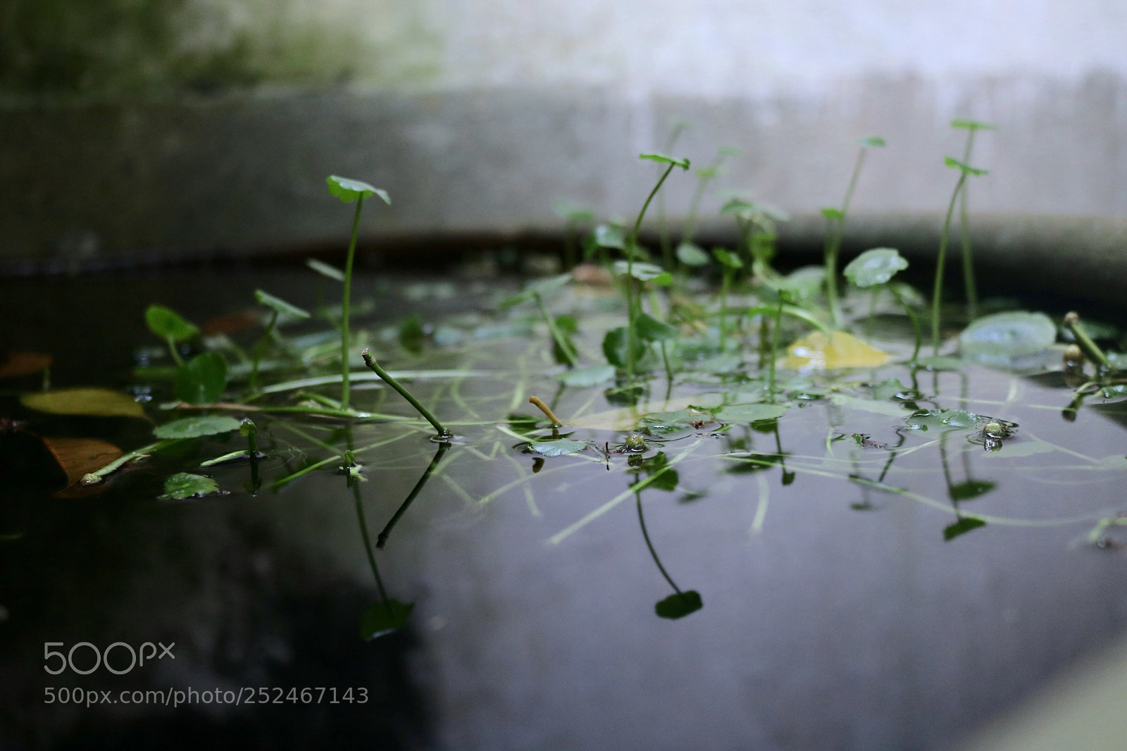 Canon EOS 760D (EOS Rebel T6s / EOS 8000D) sample photo. Hydrocotyle vulgaris photography