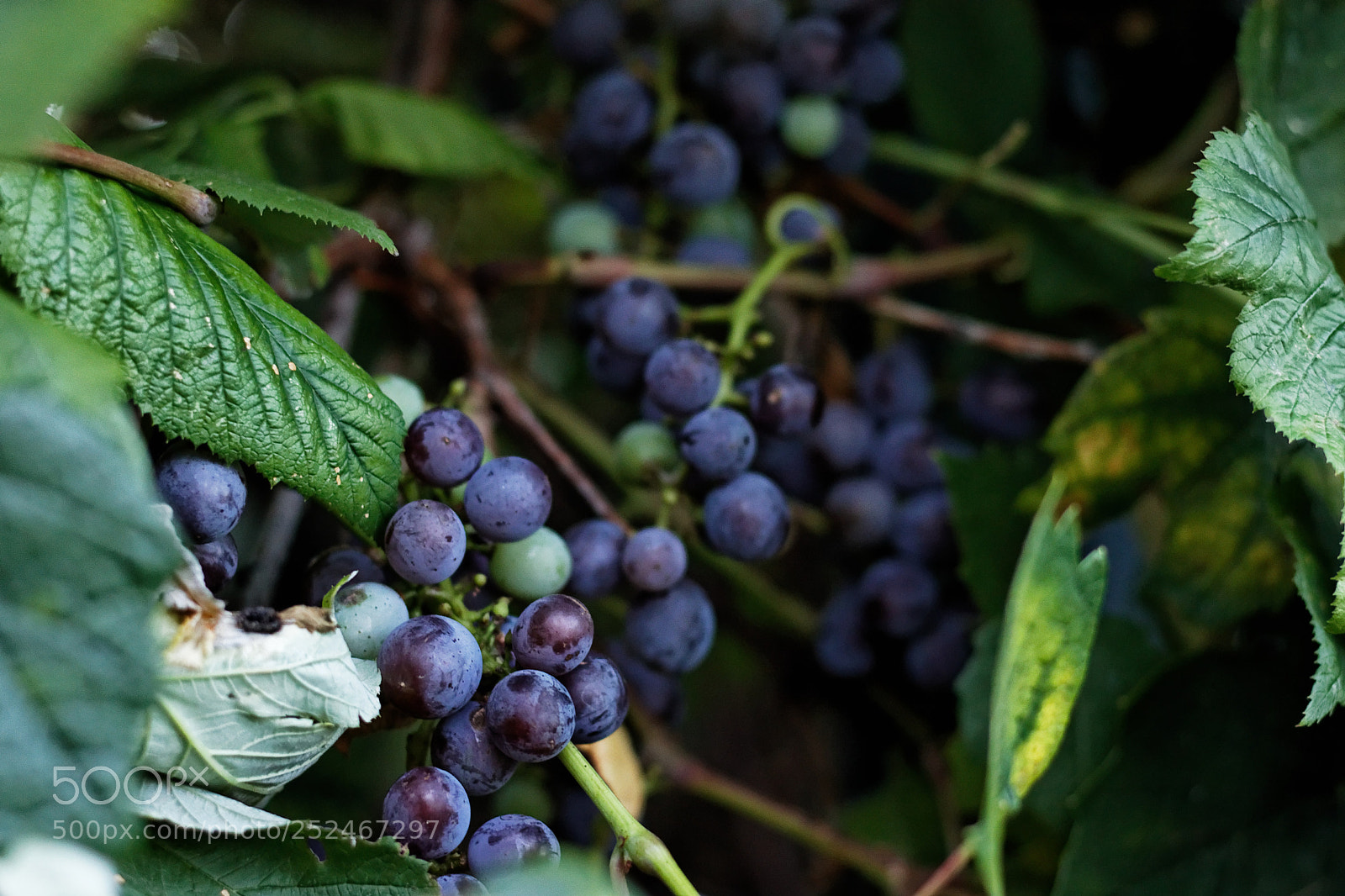 Canon EOS 800D (EOS Rebel T7i / EOS Kiss X9i) sample photo. Grapes photography