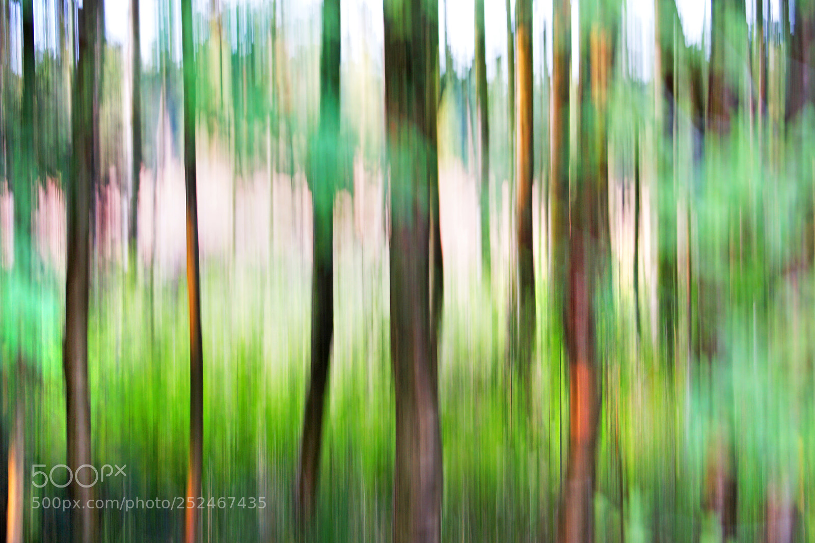 Sony SLT-A77 sample photo. In the forest photography
