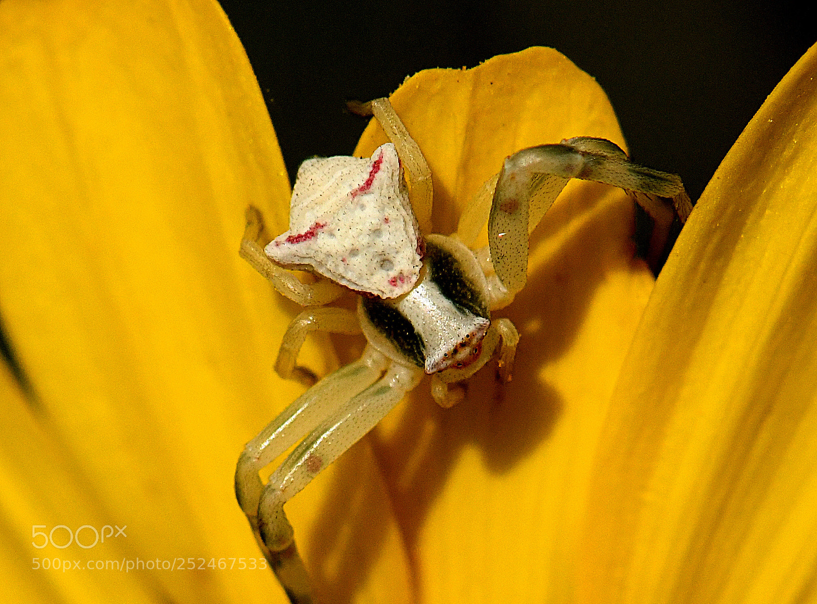 Nikon D850 sample photo. Clown spider photography