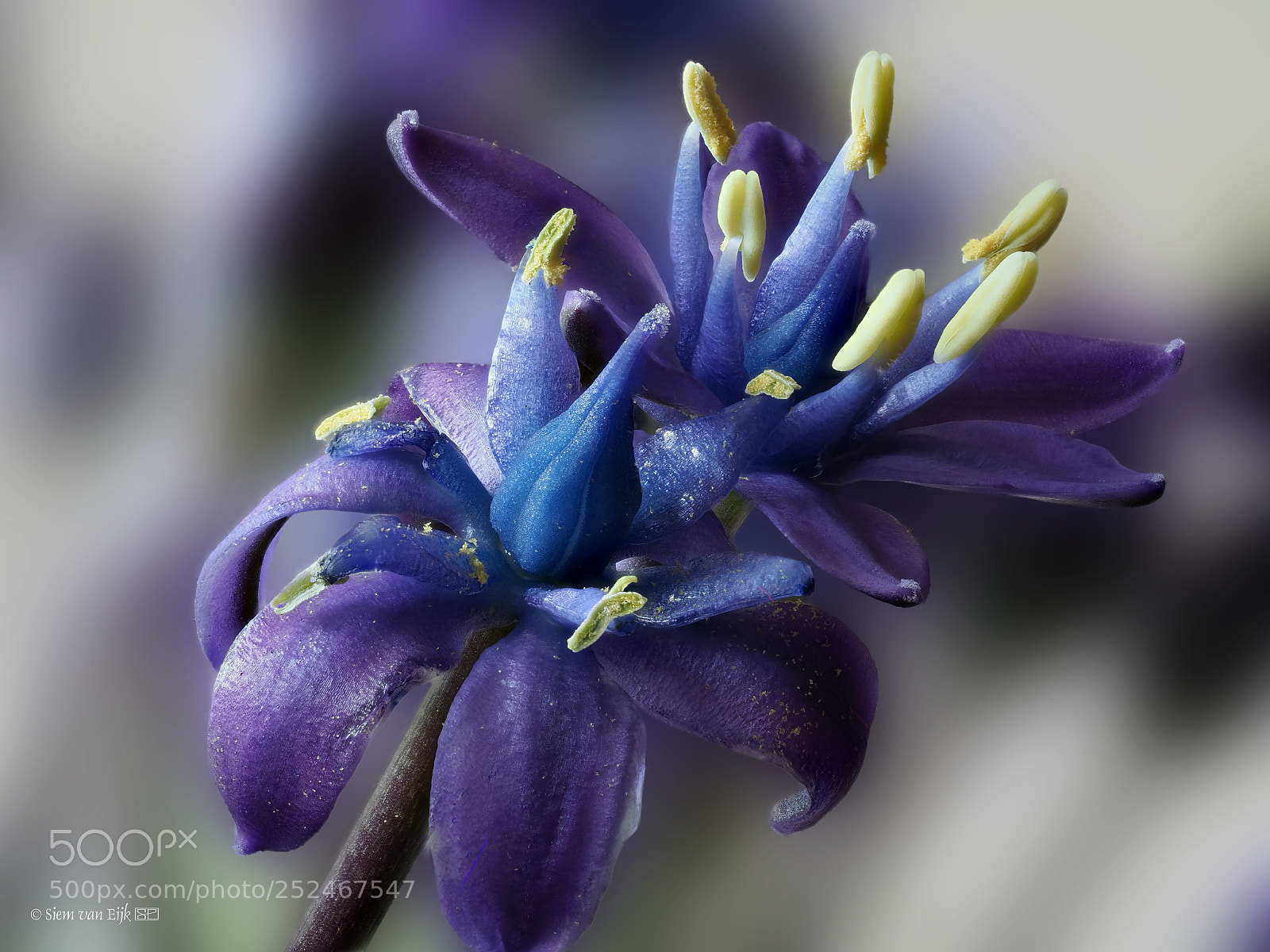 Olympus OM-D E-M1 Mark II sample photo. Scilla, caribbean jewel photography
