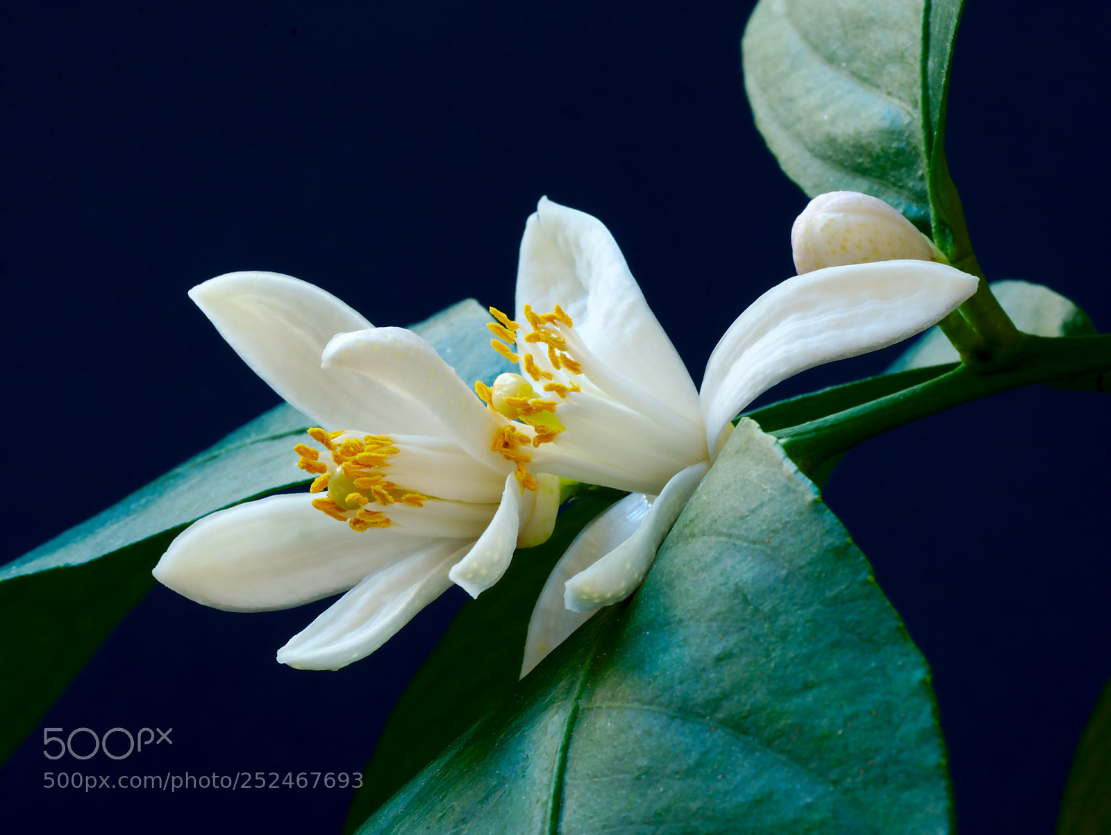 Panasonic Lumix DMC-GX7 sample photo. Citrus flowers photography