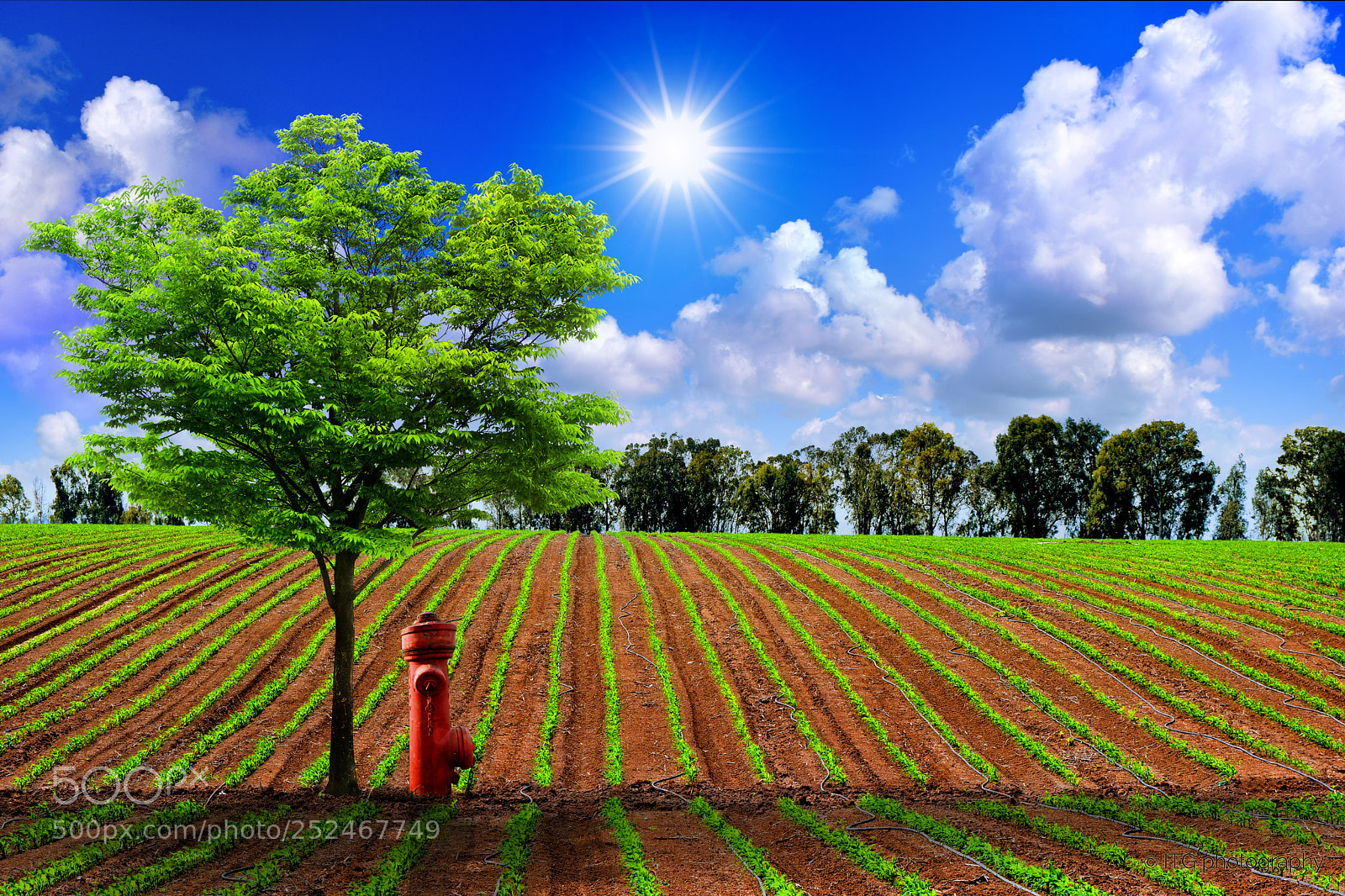 Nikon D5300 sample photo. Tree at plowed field (3) photography