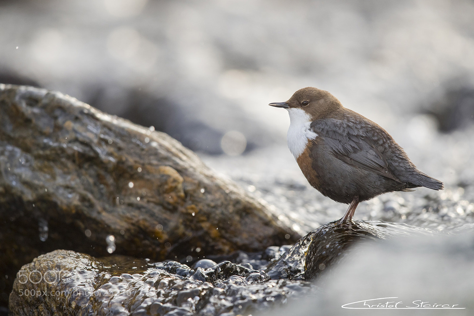 Canon EOS-1D X Mark II sample photo. White-throated dipper photography
