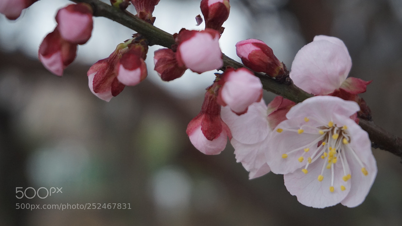 Sony Alpha a5000 (ILCE 5000) sample photo. Red plum photography