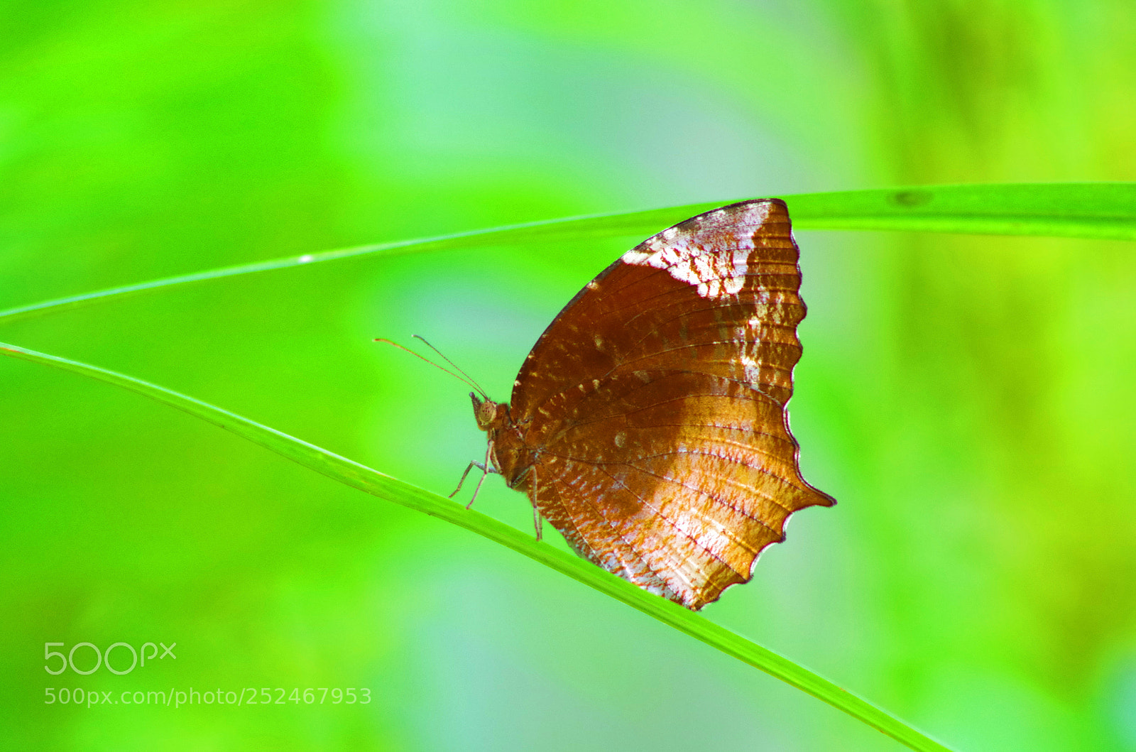 Pentax K-500 sample photo. Tailed palm fly ! photography