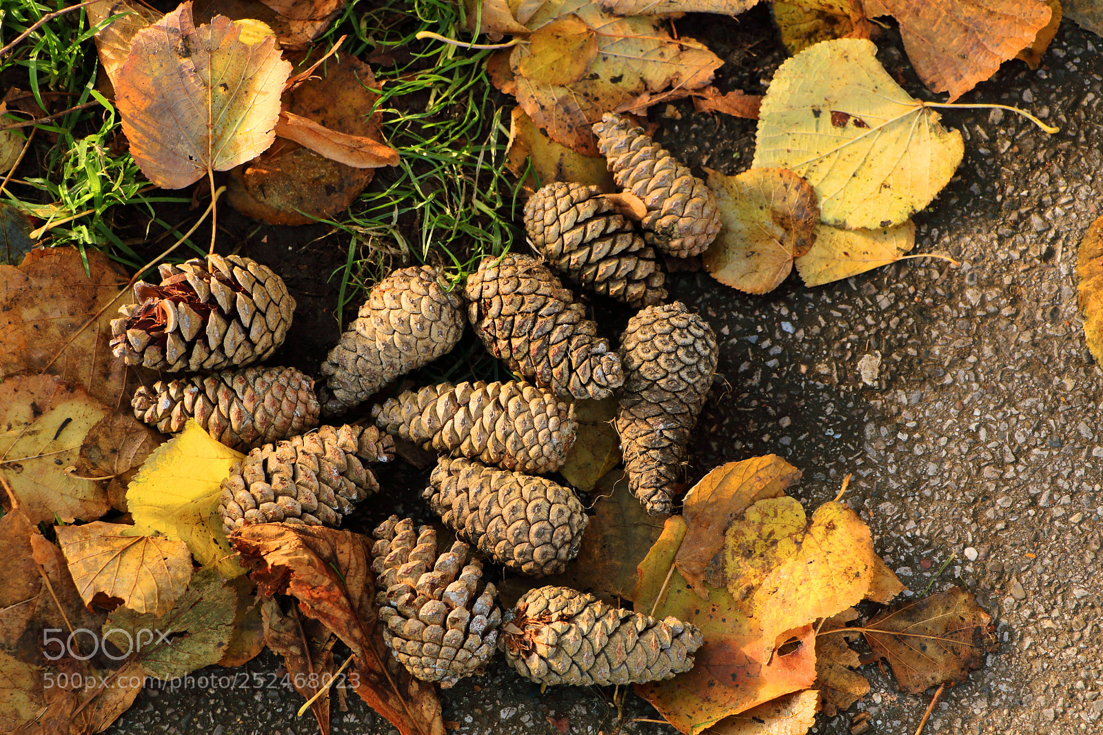 Canon EOS 70D sample photo. Pineapples and leafs photography