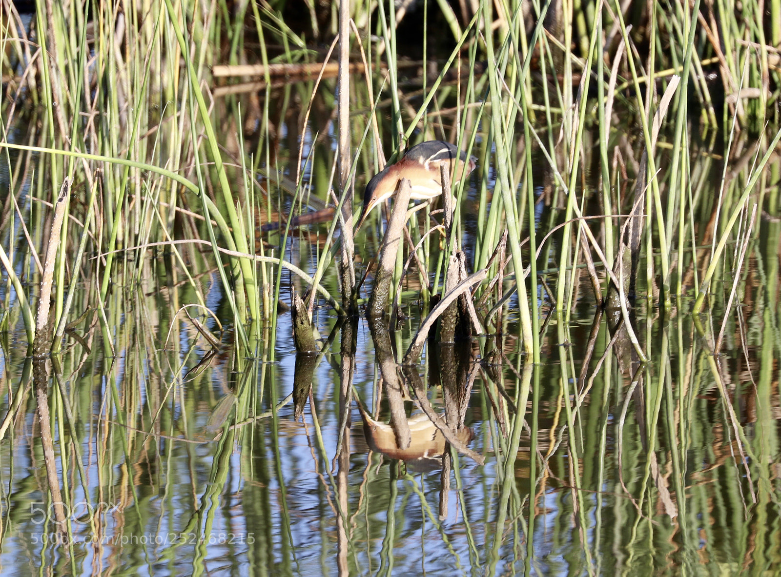 Canon EOS 80D sample photo. Least bittern  photography
