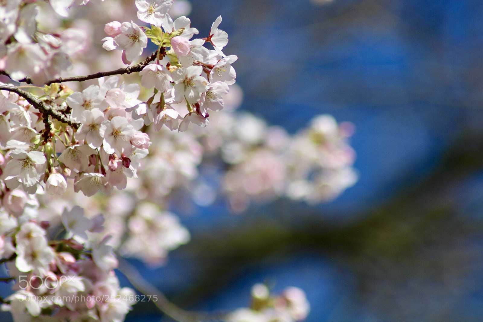 Canon EOS 750D (EOS Rebel T6i / EOS Kiss X8i) sample photo. Untitled photography