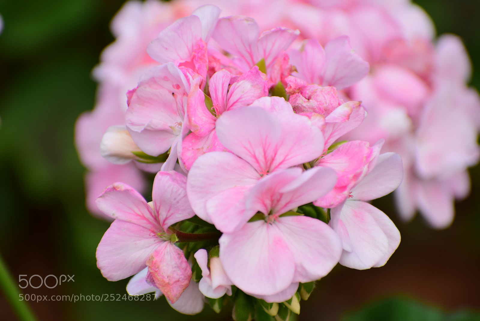 Nikon D3300 sample photo. Beauty photography