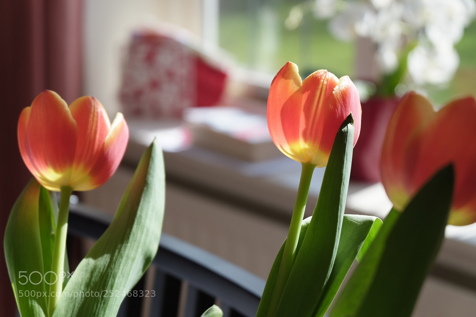 Fujifilm X-T10 sample photo. Untitled photography