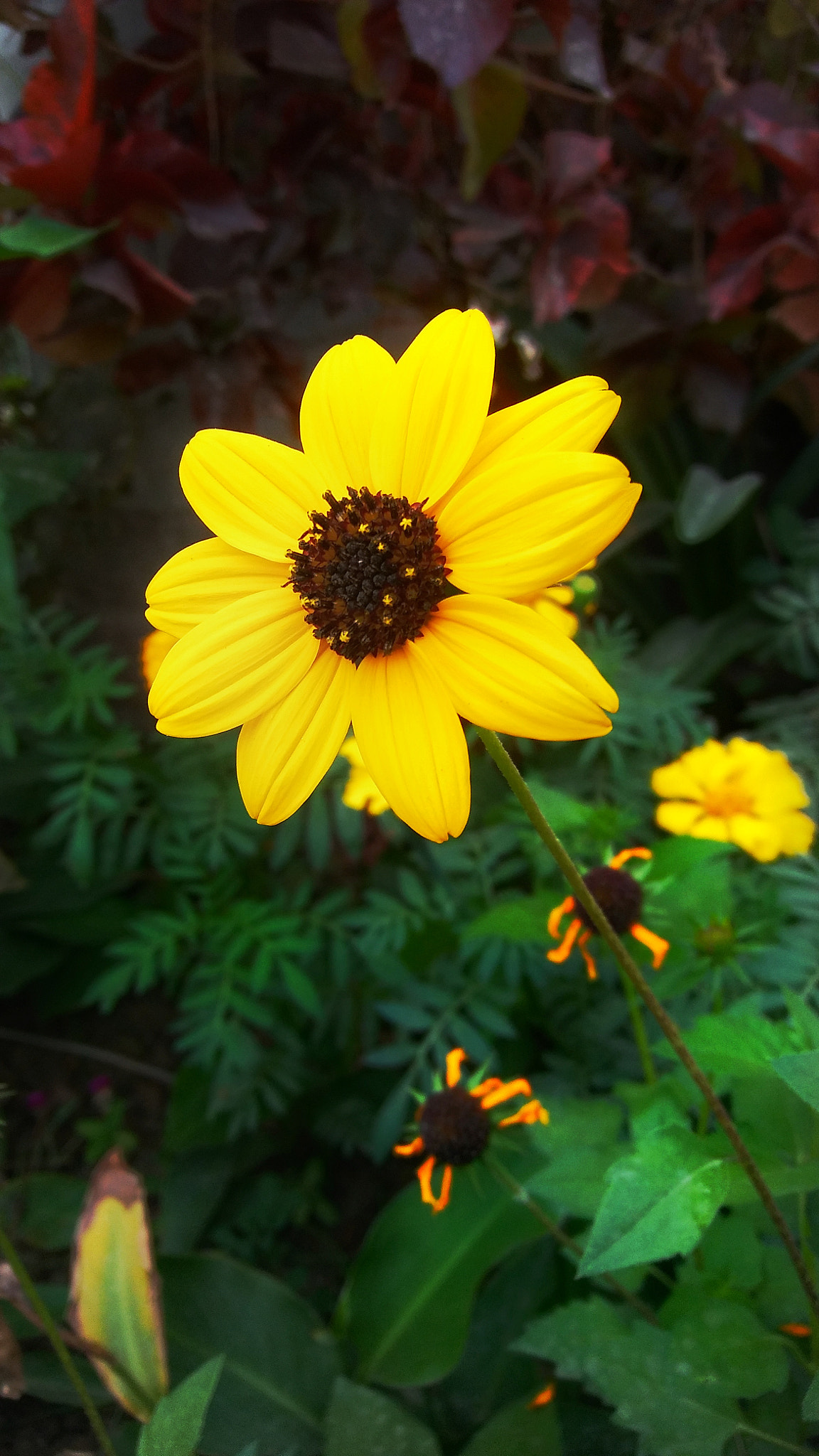 LG STYLO 2 sample photo. "my yellow love" photography