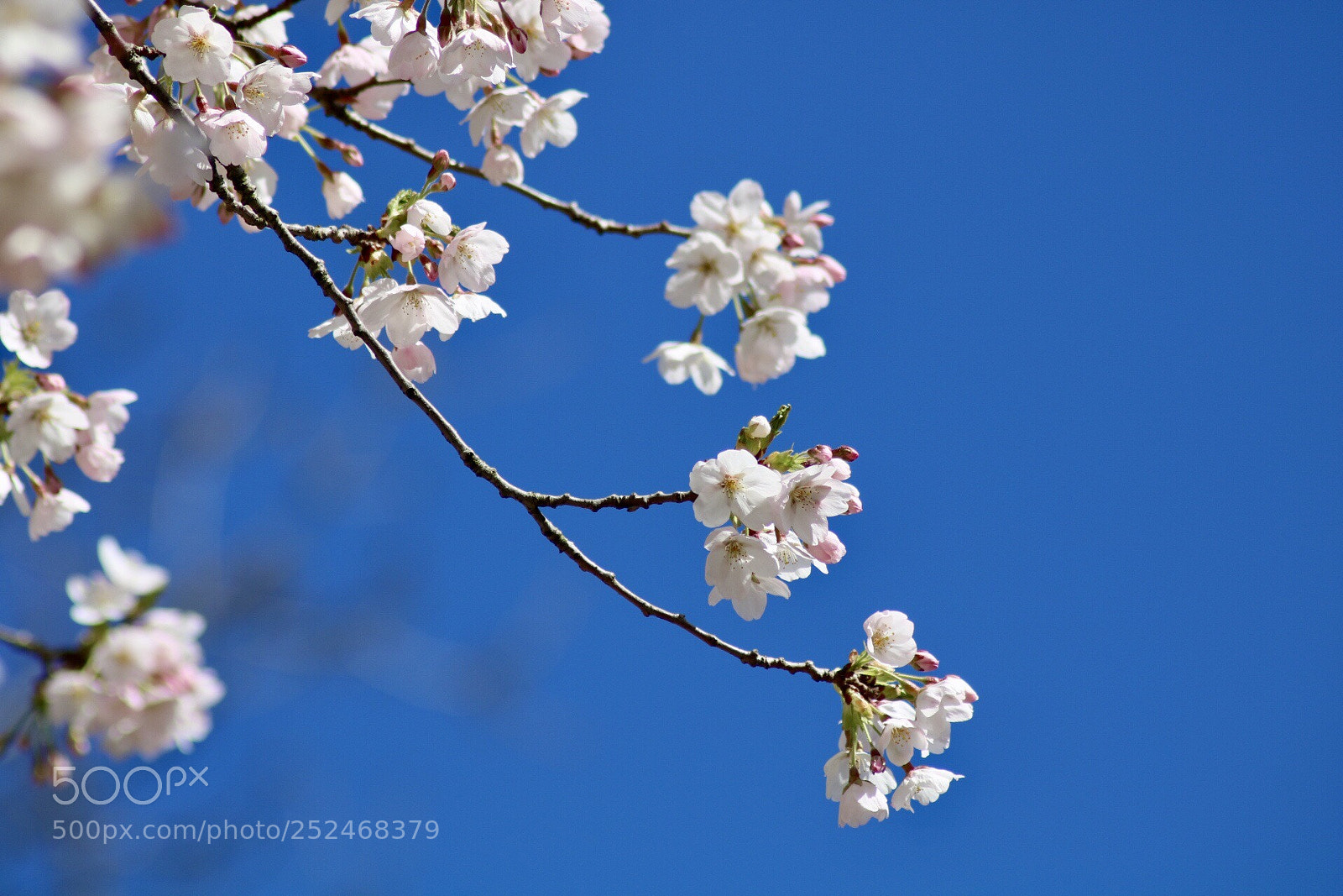 Canon EOS 750D (EOS Rebel T6i / EOS Kiss X8i) sample photo. Untitled photography