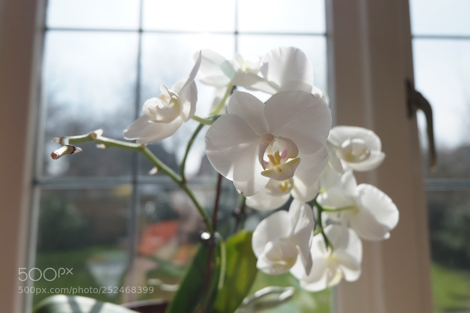 Fujifilm X-T10 sample photo. Untitled photography