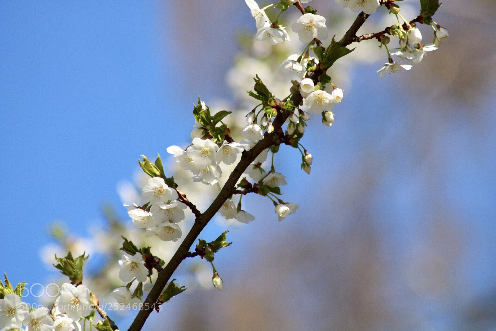 Canon EOS 750D (EOS Rebel T6i / EOS Kiss X8i) sample photo. Untitled photography