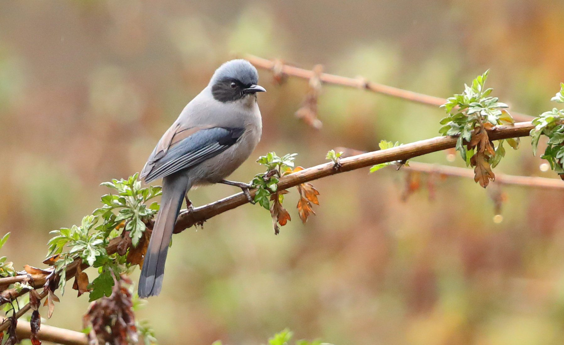 Canon EF 500mm F4L IS II USM sample photo. Beautiful sibia photography