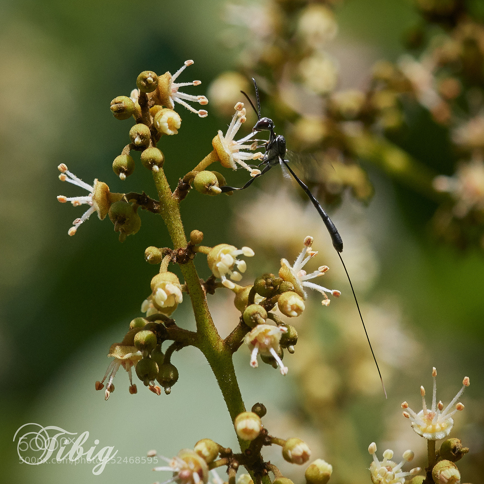 Nikon D500 sample photo. Ichneumon wasp photography