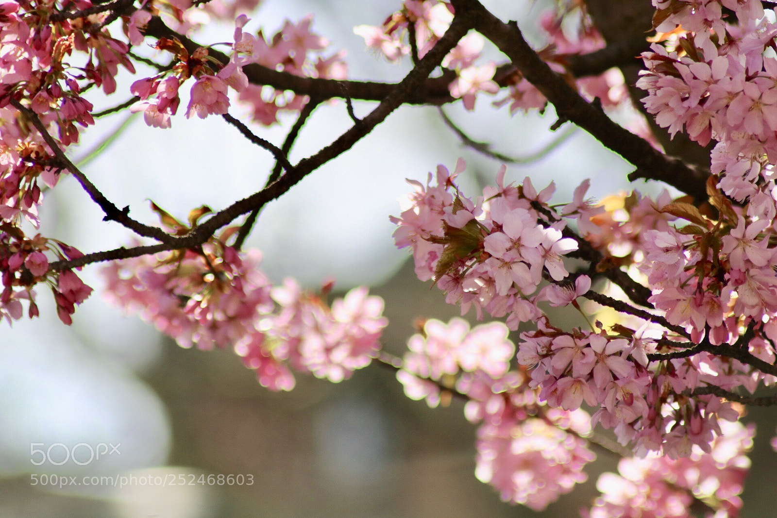Canon EOS 750D (EOS Rebel T6i / EOS Kiss X8i) sample photo. Untitled photography