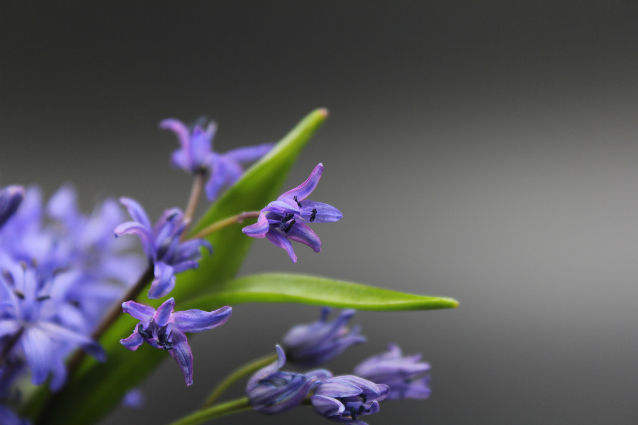 Canon EF-S 18-55mm F3.5-5.6 IS sample photo. #happy easter photography