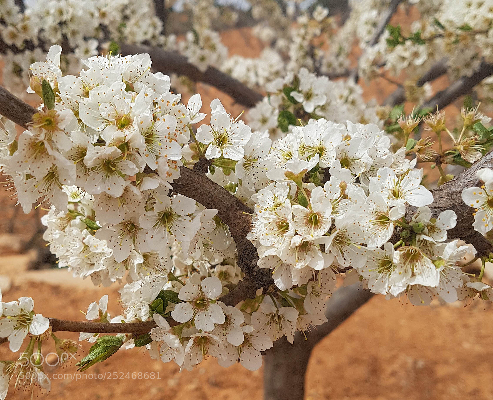 Samsung Galaxy S7 Edge sample photo. Cerezo en flor photography