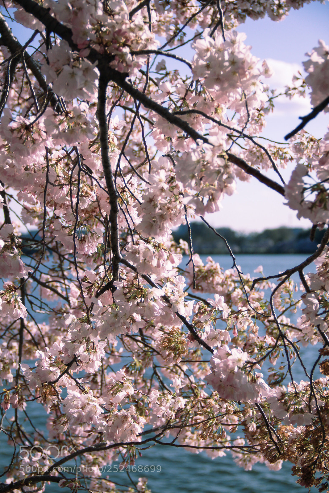 Canon EOS 50D sample photo. Untitled photography