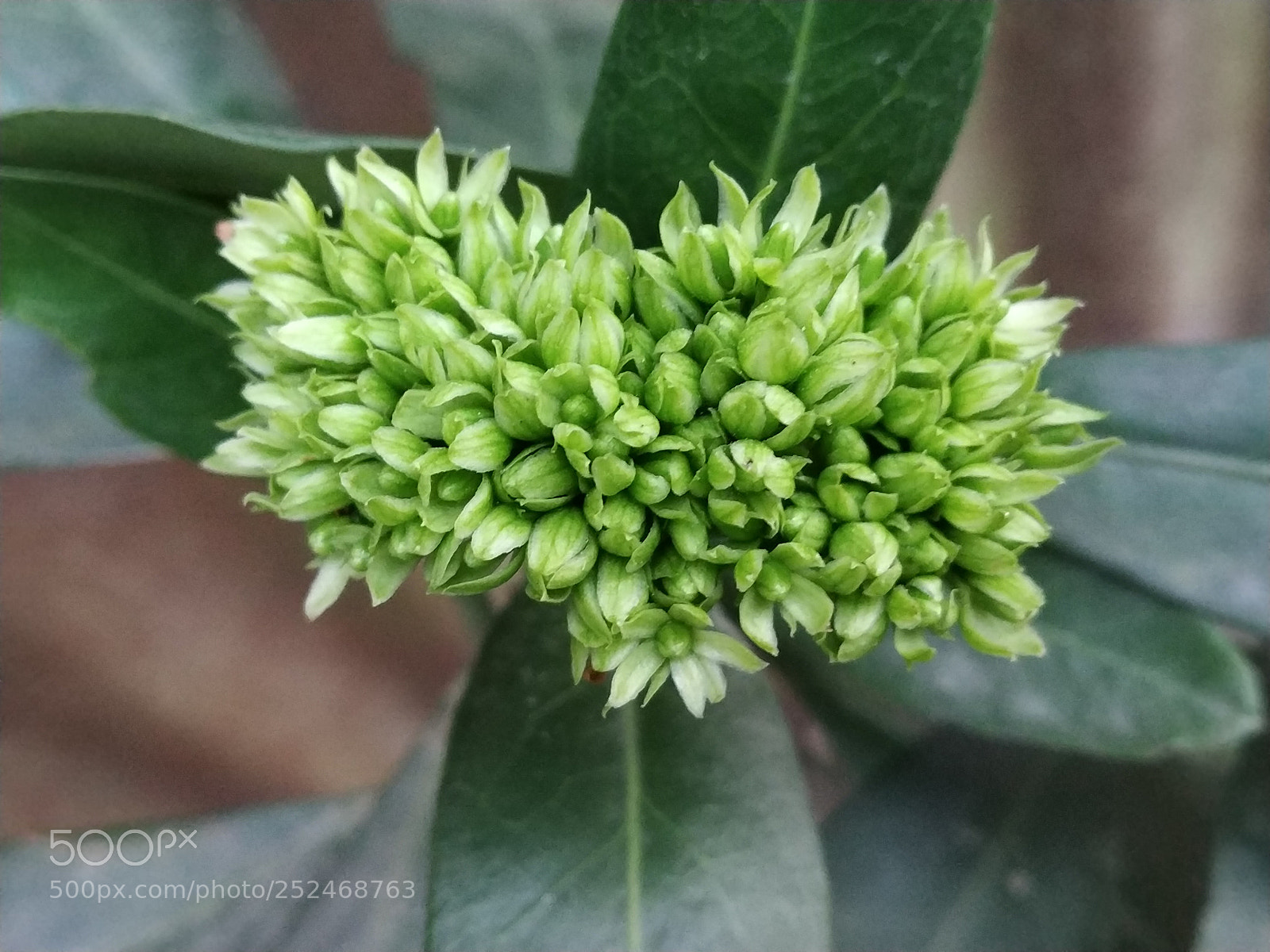 Xiaomi Redmi Note 5 Pro sample photo. Beautiful nature.jpg photography