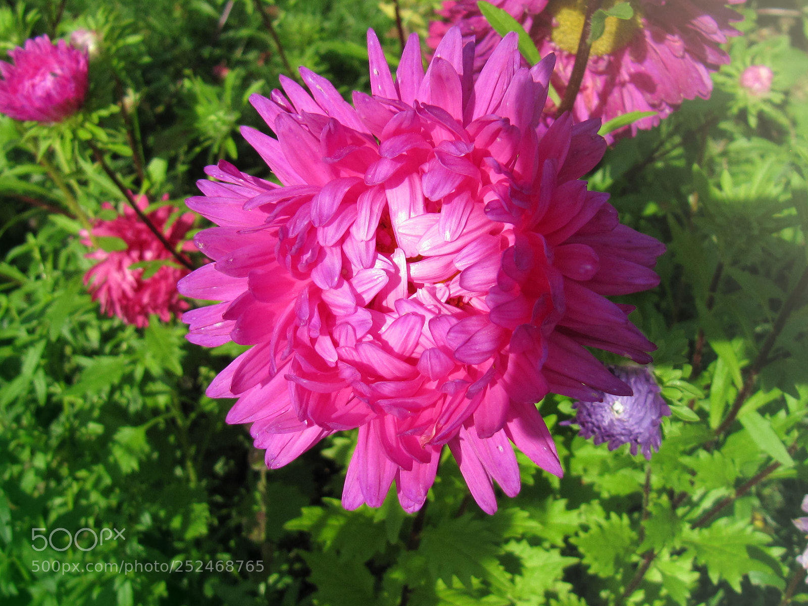 Canon PowerShot SX200 IS sample photo. в саду photography