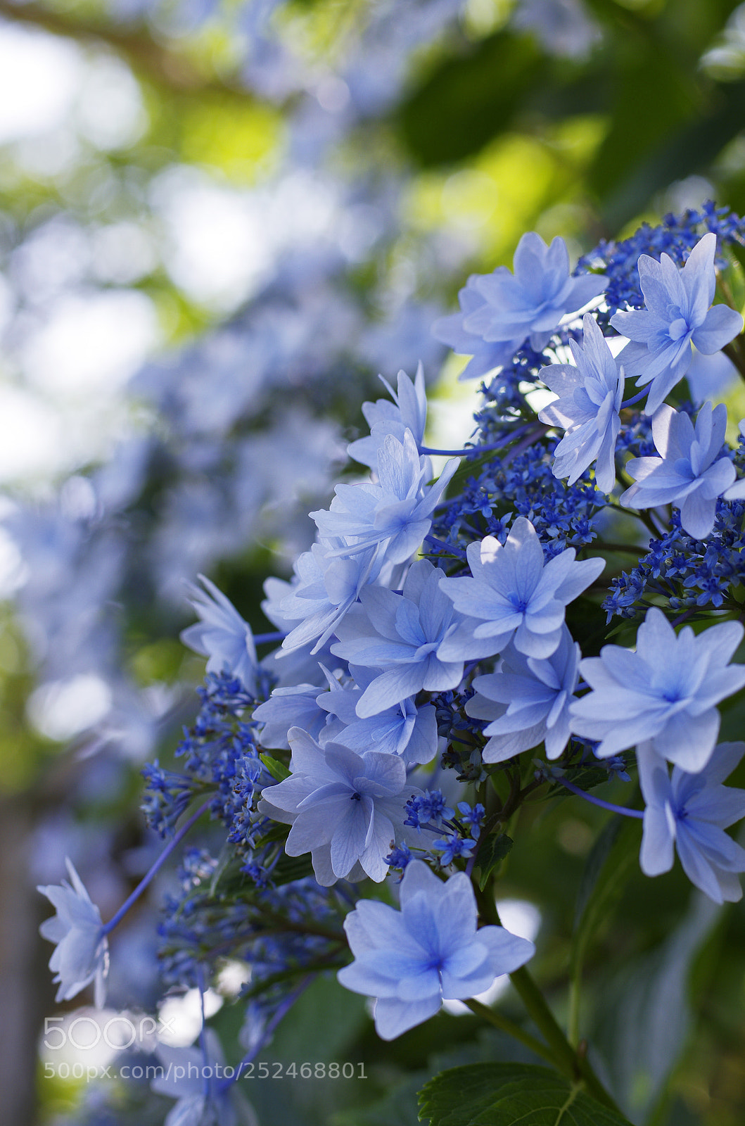 Pentax K-5 II sample photo. さわやかな休日 photography