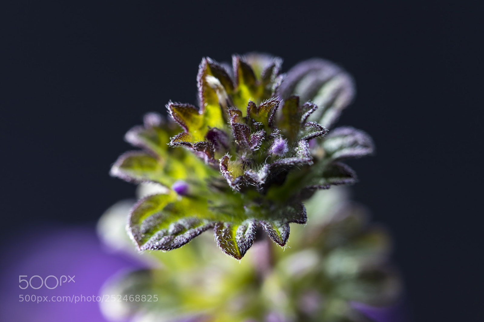 Canon EOS 6D Mark II sample photo. Mini flor photography