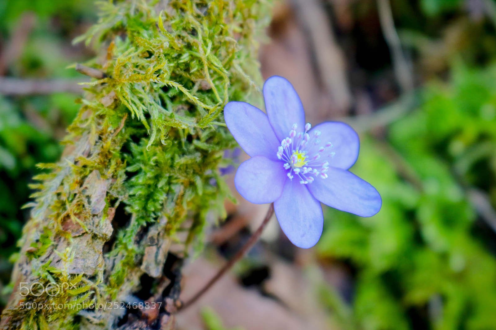 Canon EOS 750D (EOS Rebel T6i / EOS Kiss X8i) sample photo. Am weg entlang... photography