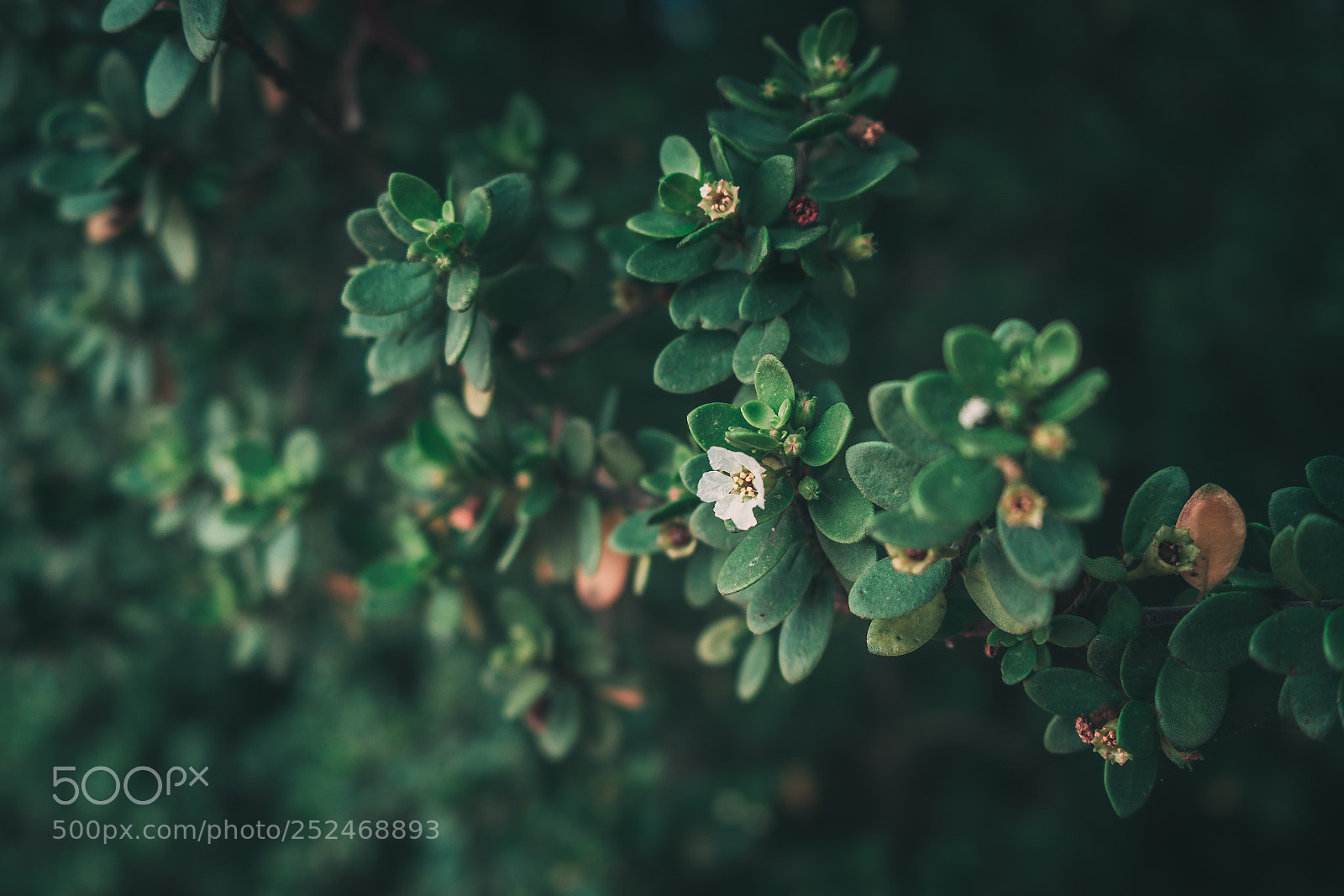 Sony a7 II sample photo. Another one photography