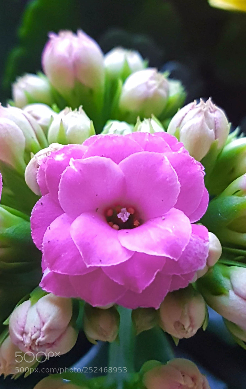 Samsung Galaxy S7 Edge sample photo. Kalanchoe photography