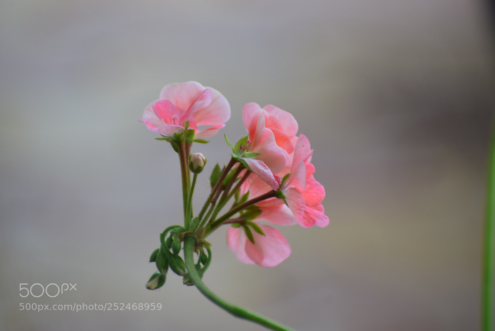 Nikon D3300 sample photo. Fragrance of nature photography