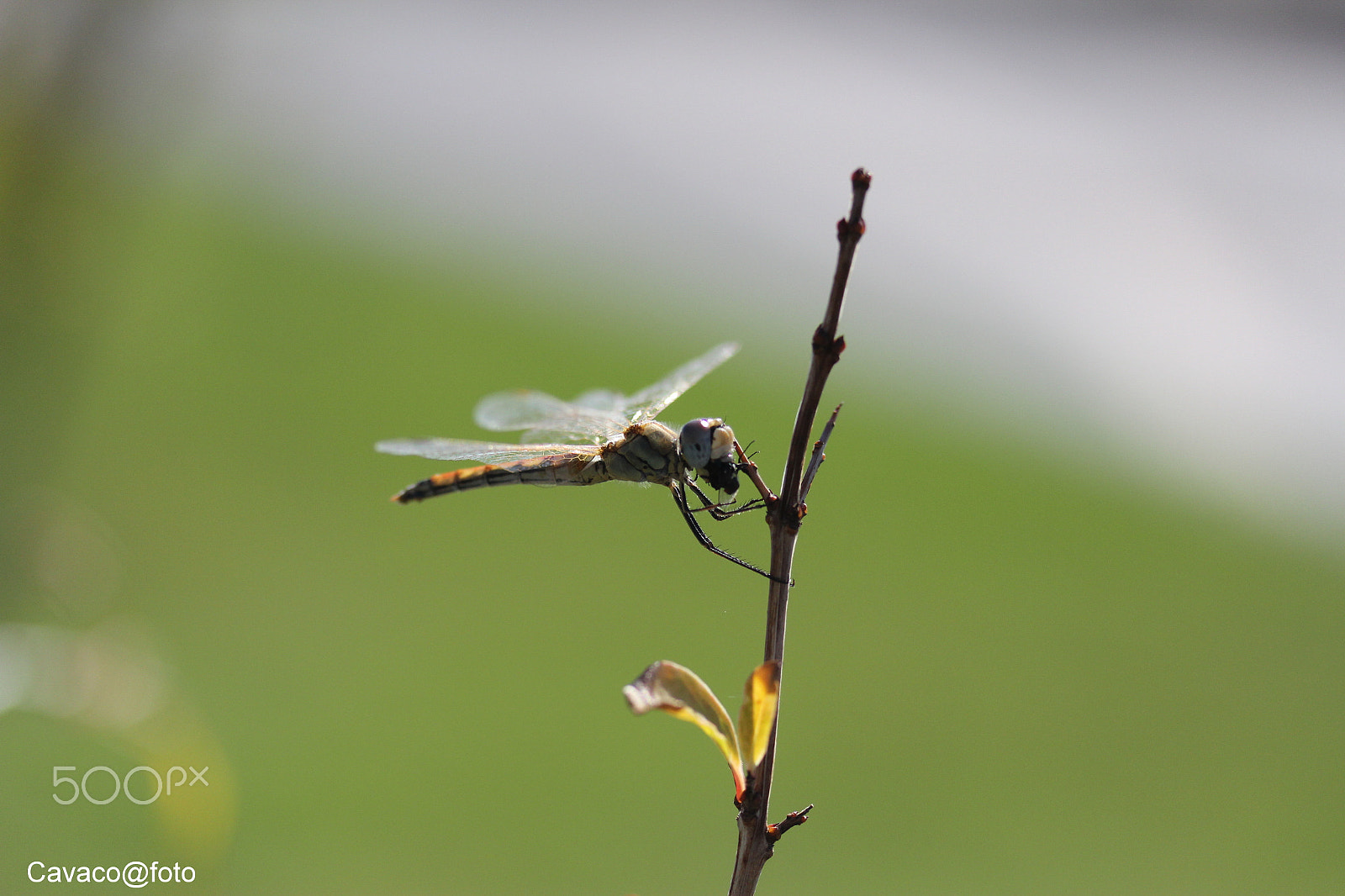 Canon EF-S 60mm F2.8 Macro USM sample photo. Almoço photography