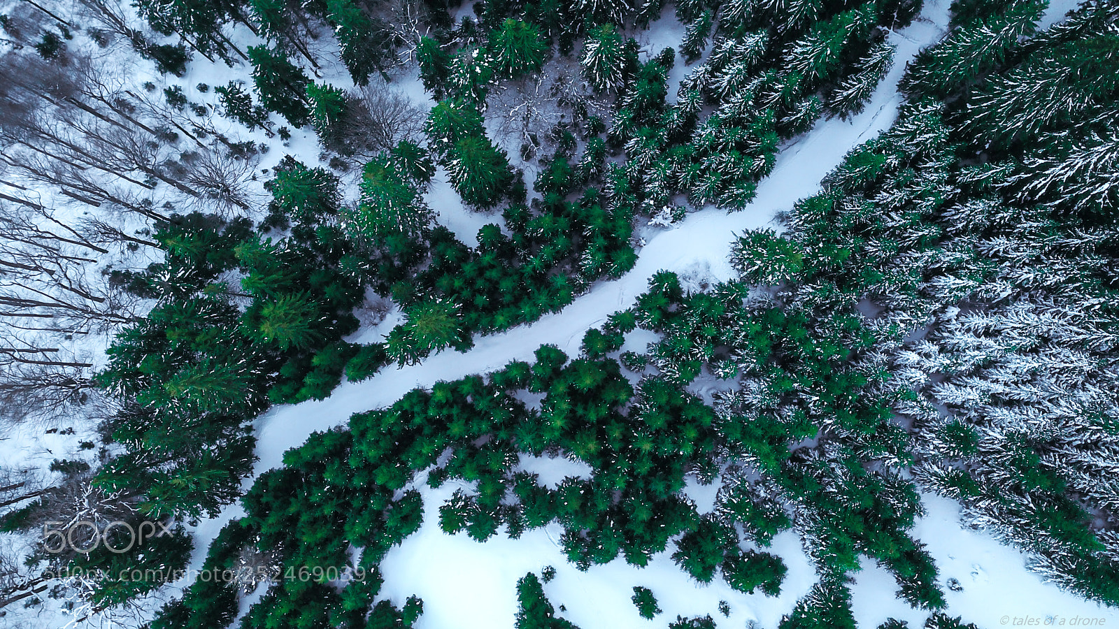 DJI FC220 sample photo. Scenic forestry photography