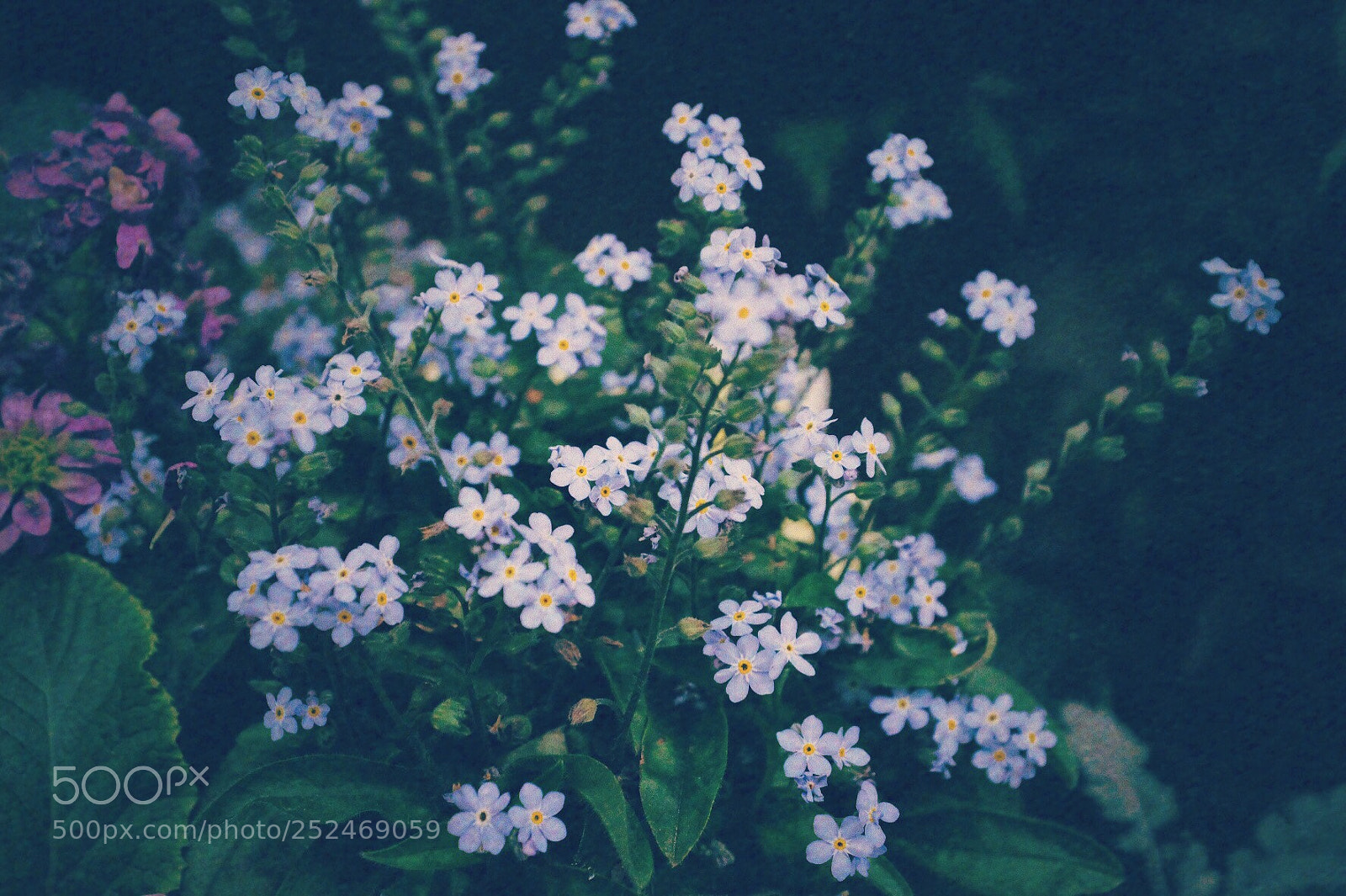 Fujifilm X100F sample photo. Little blue flowers photography