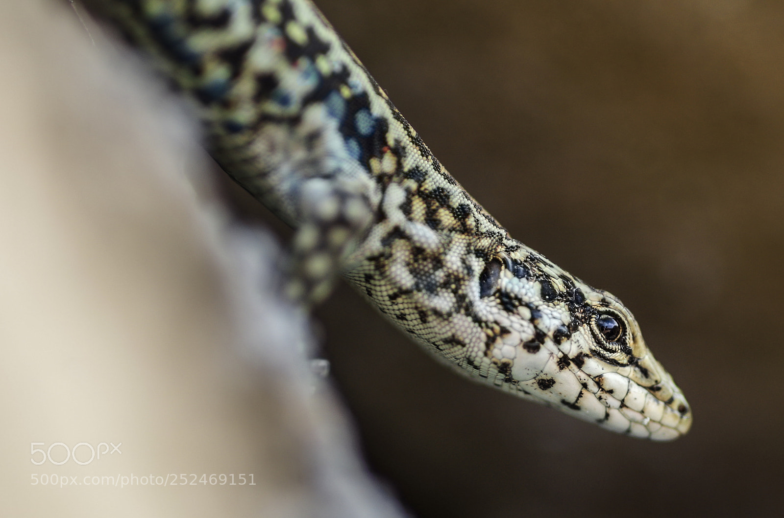 Pentax K-50 sample photo. Lizard photography