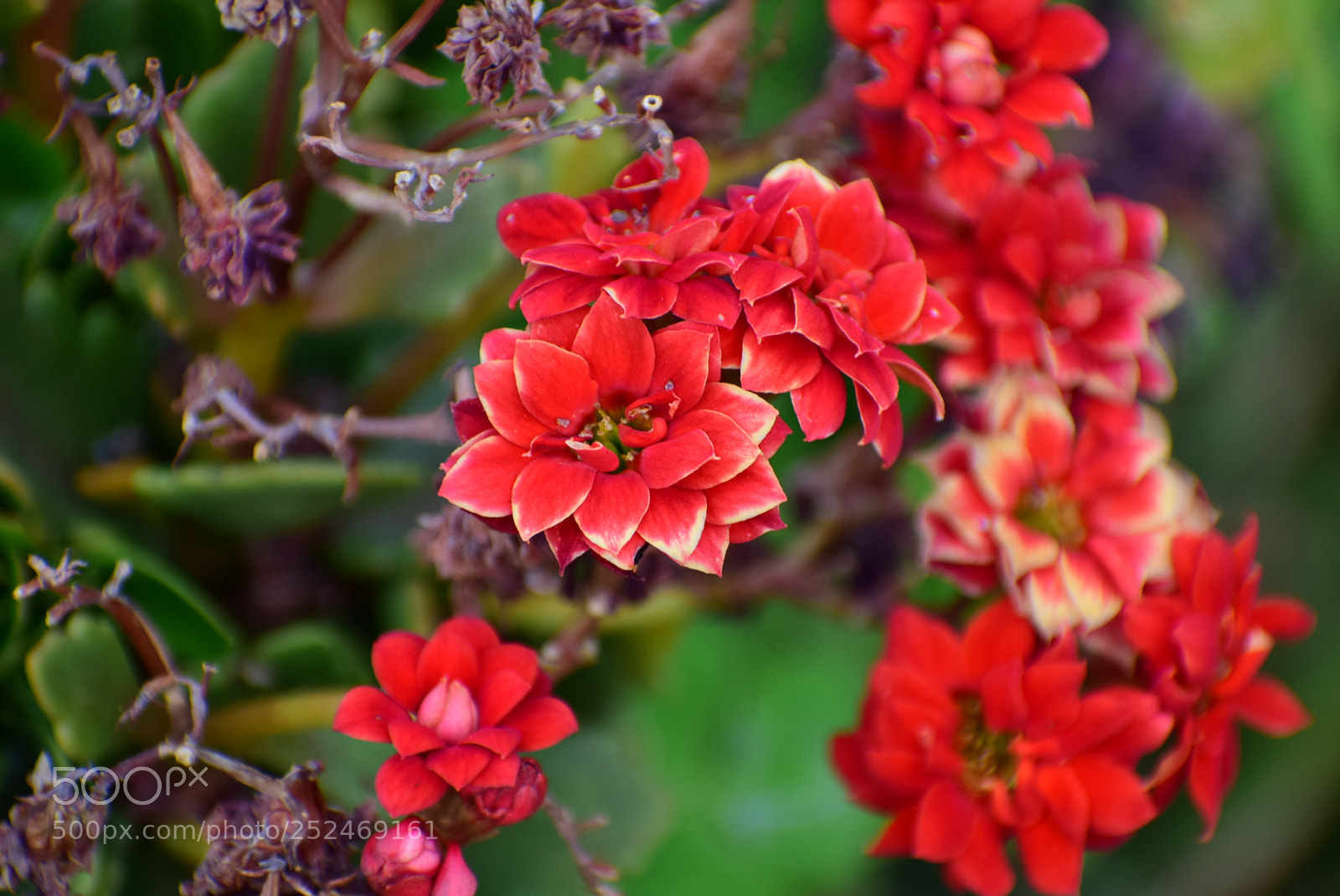 Nikon D3300 sample photo. Colour of red photography