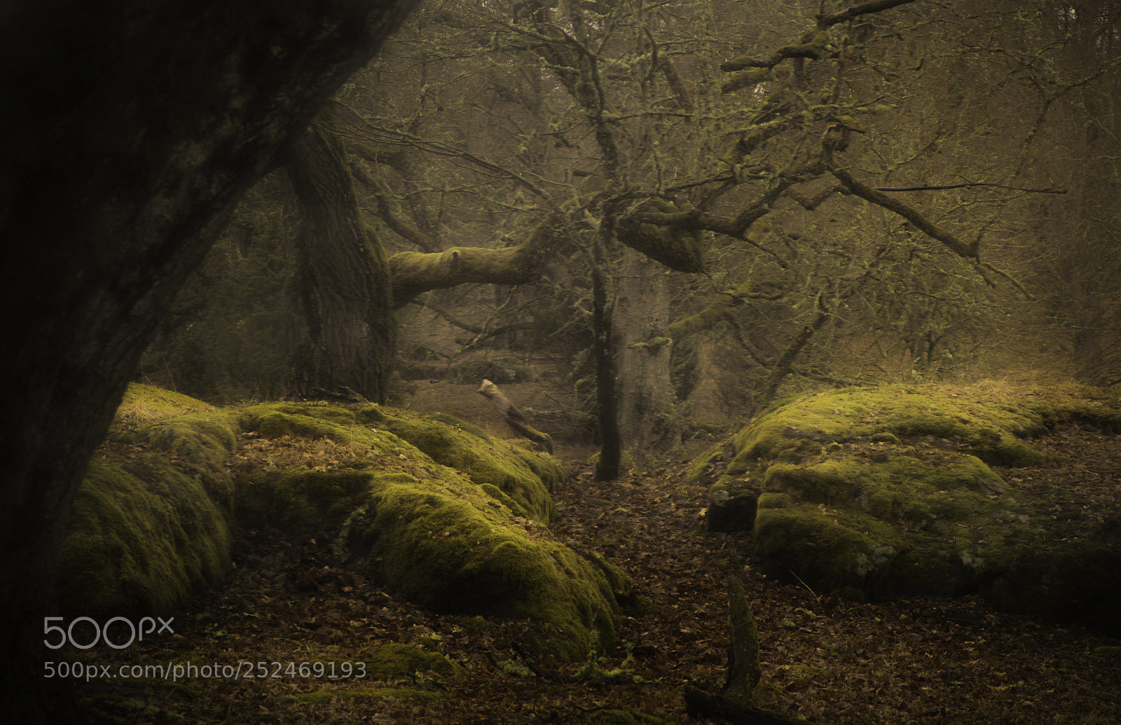 Pentax K-1 sample photo. The elf forest photography