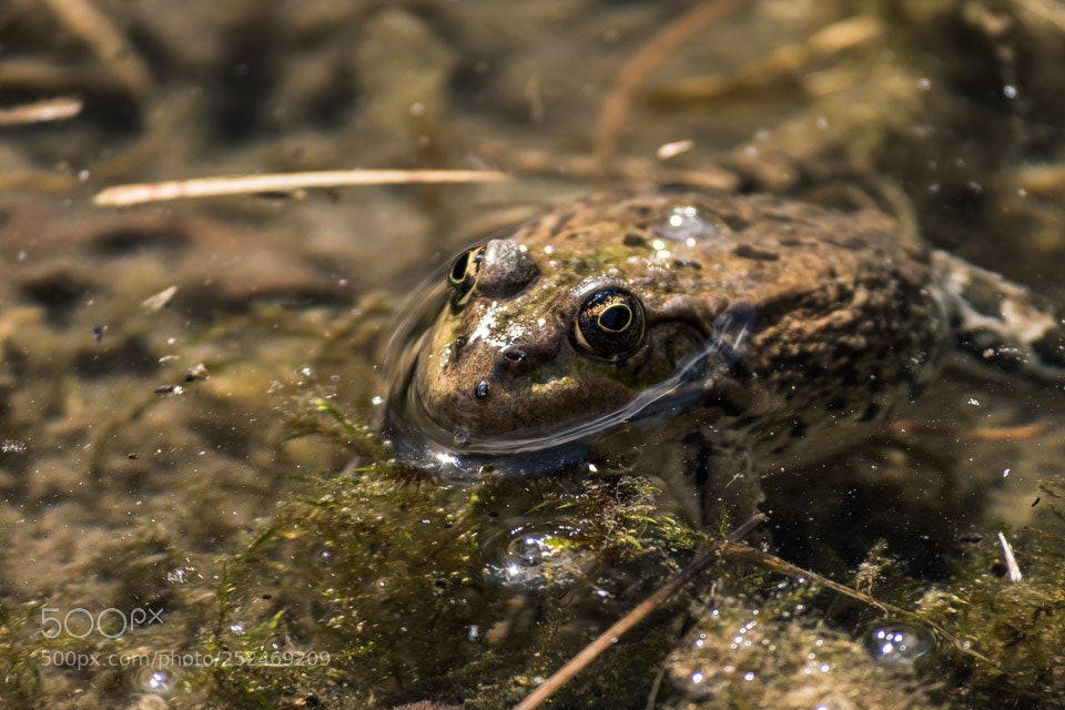Nikon D5500 sample photo. Grenouille en observation photography